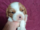 3 chiots Cavaliers King Charles mâles LOF disponibles à la réservation