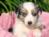 Un chiot mâle Berger Australien Miniature bleu merle disponible à la vente