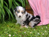 Un chiot mâle Berger Australien Miniature bleu merle disponible à la vente