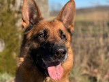 Une chienne Berger Allemand LOF de 6 ans &agrave; acheter