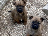 Chiots Cairn Terrier à vendre