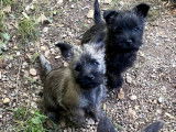Chiots Cairn Terrier à vendre
