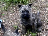Chiots Cairn Terrier à vendre