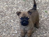 Chiots Cairn Terrier à vendre