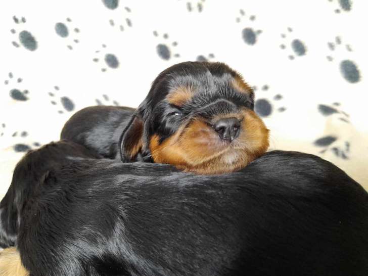 Chiots Cavaliers King Charles à vendre