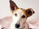 Ninou, gentille chienne à adopter