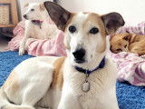 Ninou, gentille chienne à adopter