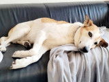 Ninou, gentille chienne à adopter