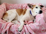 Ninou, gentille chienne à adopter