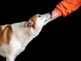 Ninou, gentille chienne à adopter
