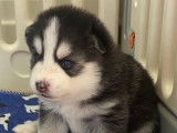 Chiots Pomksy F3 yeux bleus intenses