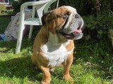 Mâle Bouledogue Anglais disponible pour saillie