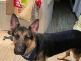 Chien Berger Allemand de 1 an à donner