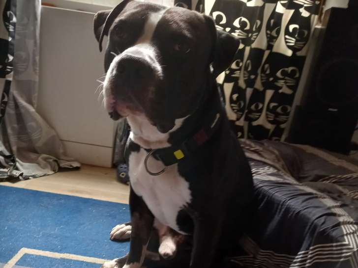 Mâle Amstaff disponible pour saillie