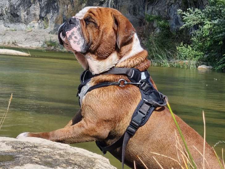 Skoll, mâle Bulldog Continental LOF de 3 ans disponible pour saillie