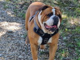 Skoll, mâle Bulldog Continental LOF de 3 ans disponible pour saillie