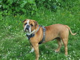 Skoll, mâle Bulldog Continental LOF de 3 ans disponible pour saillie
