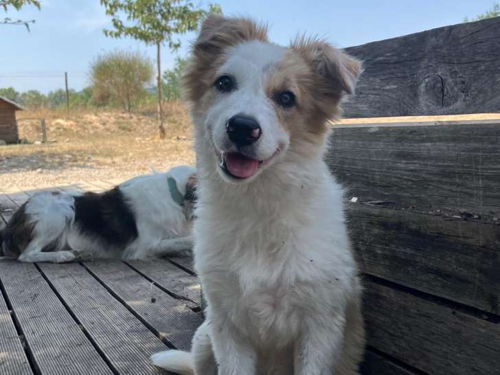 Chiots Border Collie à vendre