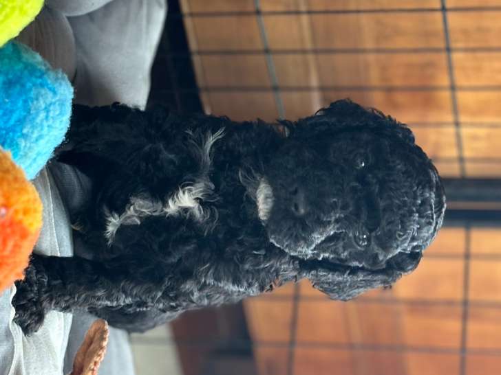 Chiot de race Barbet à vendre
