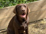 Chiot femelle Labrador chocolat