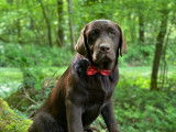 Chiot femelle Labrador chocolat