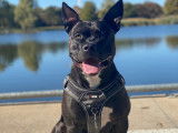 Mâle American Staffordshire Terrier disponible pour saillie
