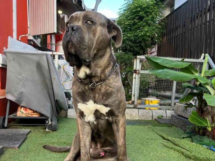 Urgent : chien Cane Corso adulte à vendre