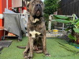 Urgent : chien Cane Corso adulte à vendre