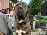 Urgent : chien Cane Corso adulte à vendre