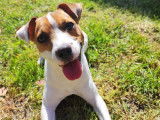 Cherche femelle Jack Russel pour saillie