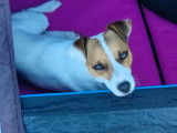 Cherche femelle Jack Russel pour saillie
