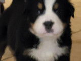 Chiots Bouviers Bernois à vendre