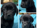 Chiots Labradors noirs LOF à vendre