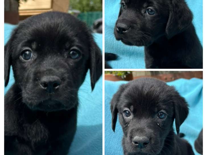 Chiots Labradors noirs LOF à vendre