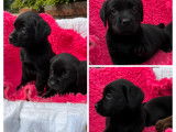 Chiots Labradors noirs LOF à vendre