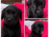 Chiots Labradors noirs LOF à vendre