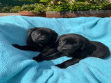 Chiots Labradors noirs LOF à vendre