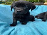 Chiots Labradors noirs LOF à vendre