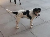 Chien adulte Mâle à donner