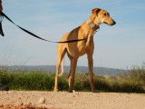 Asel, Galgo affectueux et splendide à adopter