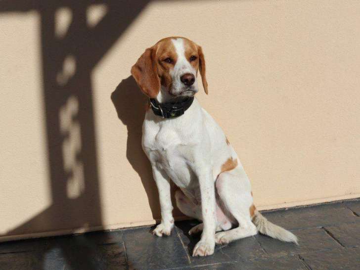 Eros, Beagle sociable et énergique à adopter