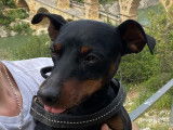 Mâle Pinscher Nain noir et feu disponible pour saillie