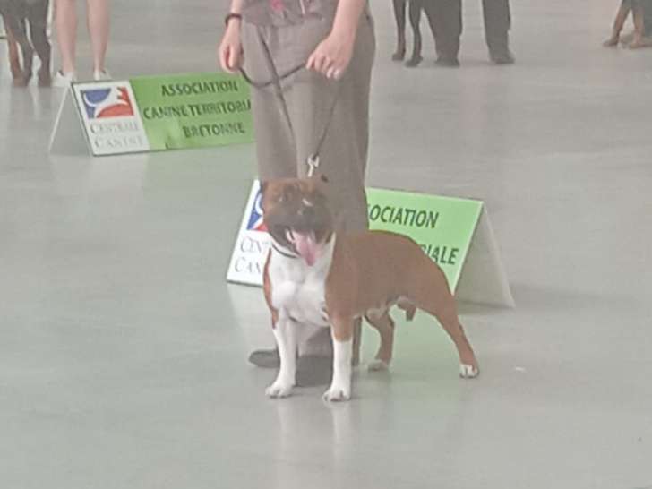 Taïko, mâle Staffordshire Bull Terrier disponible pour saillie