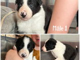 Chiots Border Collie &agrave; vendre