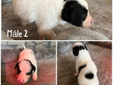 Chiots Border Collie &agrave; vendre