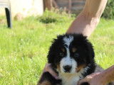 Chiot mâle Bouvier Bernois à vendre