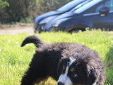 Chiot mâle Bouvier Bernois à vendre