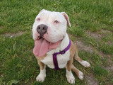 Rita, femelle American Bully à adopter en sauvetage