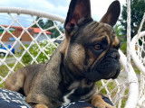 Mâle Bouledogue Français disponible pour saillie