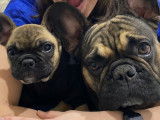 Mâle Bouledogue Français disponible pour saillie